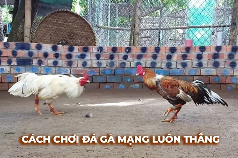 Bí Quyết Chơi Đá Gà Sabong Tại Luck8 Thắng Lớn Mỗi Ngày 2 Bí Quyết Chơi Đá Gà Sabong Tại Luck8 Thắng Lớn Mỗi Ngày