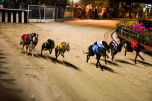 Cách Chơi Game Nhanh Đua Chó Tại Luck8 Thắng Lớn Mỗi Ngày