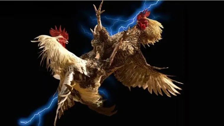 Hướng Dẫn Chơi Đá Gà WS168 Tại Luck8 Thắng Lớn Dễ Dàng